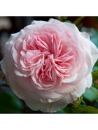 Саженец Роза флорибунда Мария Тереза, туба, 1 шт. Весна 2026  (артикул 10370384)  большой выбор товаров оптом и в розницу по низким ценам с доставкой