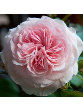 Саженец Роза флорибунда 