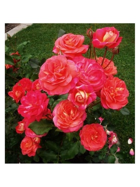 Саженец Роза флорибунда «Мидсаммэ» туба, 1 шт., Весна 2026