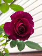 Саженец Роза флорибунда Мистерьез, туба, 1 шт. Весна 2026  (артикул 10370387)  большой выбор товаров оптом и в розницу по низким ценам с доставкой