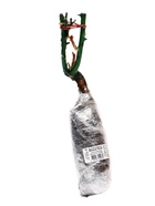 Саженец Роза флорибунда «Монна Лиза», туба, 1 шт. - фото 44156691