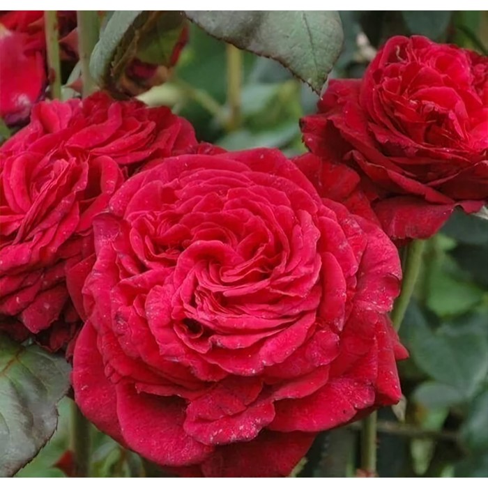 Саженец Роза флорибунда "Роза 4-х ветров", туба, 1 шт, Весна 2024 - Фото 1