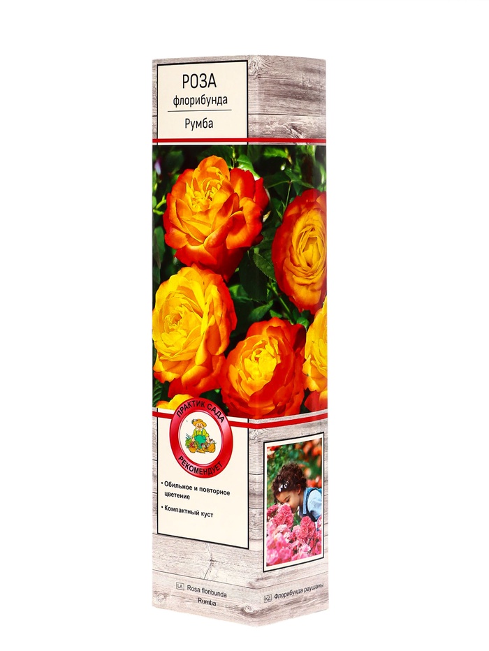 Саженец Роза флорибунда Румба, туба, 1 шт. Весна 2026