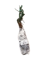 Саженец Роза флорибунда "Румба", туба, 1 шт, Весна 2025 - фото 41350836