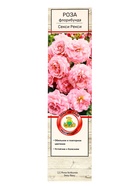 Саженец Роза флорибунда «Секси Рекси», туба, 1 шт. - фото 44156693