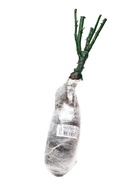 Саженец Роза флорибунда «Секси Рекси», туба, 1 шт. - фото 41487363