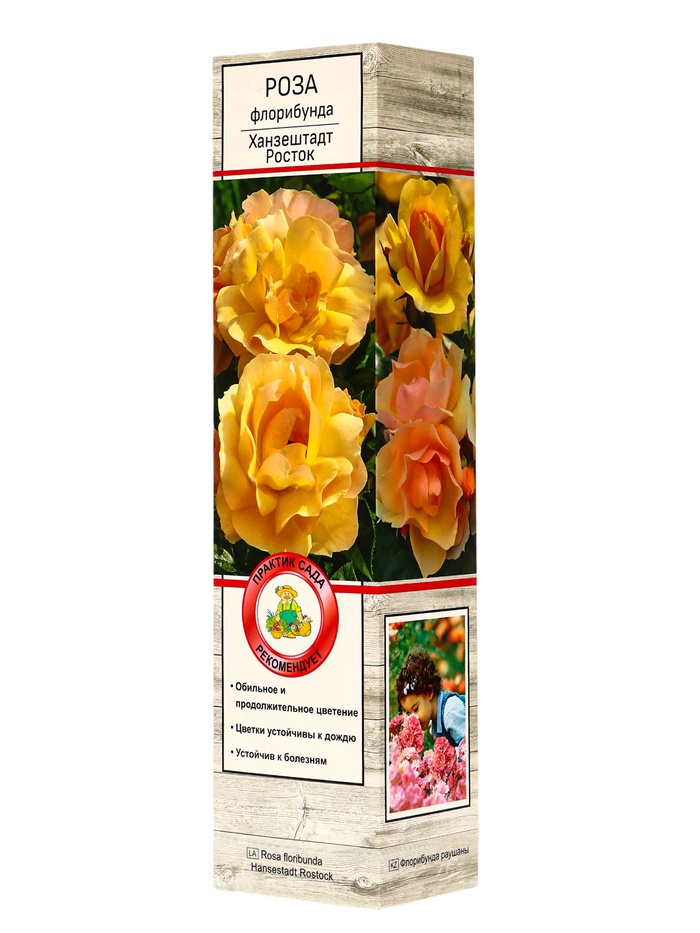 Саженец Роза флорибунда «Ханзештадт Росток», туба, 1 шт. - Фото 1