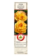 Саженец Роза флорибунда «Ханзештадт Росток», туба, 1 шт. - фото 44283806