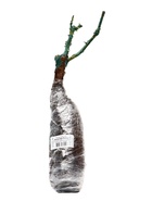 Саженец Роза флорибунда «Ханзештадт Росток», туба, 1 шт. - фото 44156697