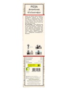 Саженец Роза флорибунда Ю'а Бьютифул, туба, 1 шт. Весна 2026  (артикул 10370411)  большой выбор товаров оптом и в розницу по низким ценам с доставкой