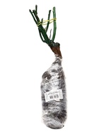 Саженец Роза флорибунда Ю'а Бьютифул, туба, 1 шт. Весна 2026  (артикул 10370411)  большой выбор товаров оптом и в розницу по низким ценам с доставкой