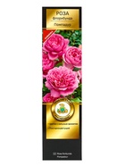 Саженец Роза флорибунда Люкс Помпадур, туба, 1 шт. Весна 2026  (артикул 10370416)  большой выбор товаров оптом и в розницу по низким ценам с доставкой