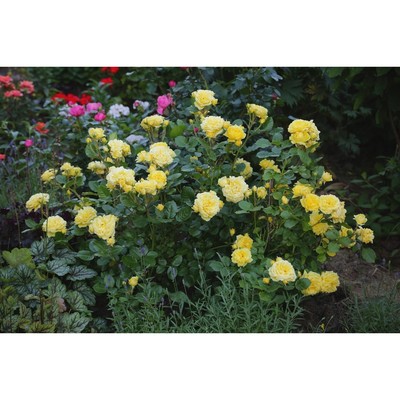 Саженец Роза парковая "Анни Дюпрей", туба, 1 шт, Весна 2025