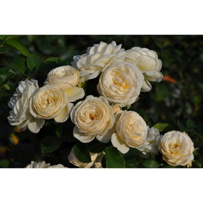 Саженец Роза парковая "Артемис", туба, 1 шт, Весна 2025