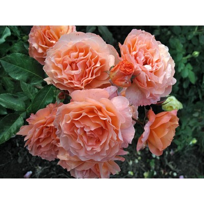 Саженец Роза парковая "Бельведер", туба, 1 шт, Весна 2026