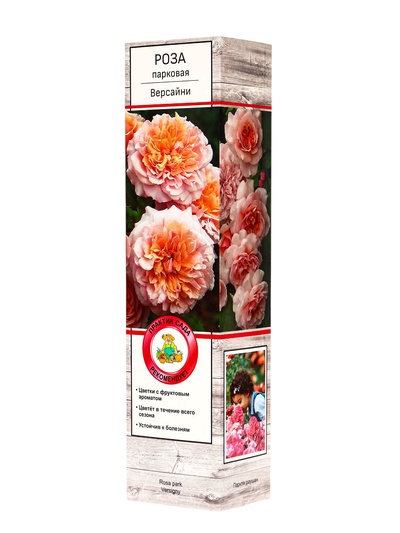 Саженец Роза парковая «Версайни», туба, 1 шт.