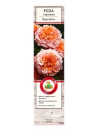 Саженец Роза парковая "Версайни", туба, 1 шт, Весна 2025 10370425