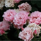 Саженец Роза парковая "Дафна", туба, 1 шт, Весна 2024  (артикул 10370427)  большой выбор товаров оптом и в розницу по низким ценам с доставкой