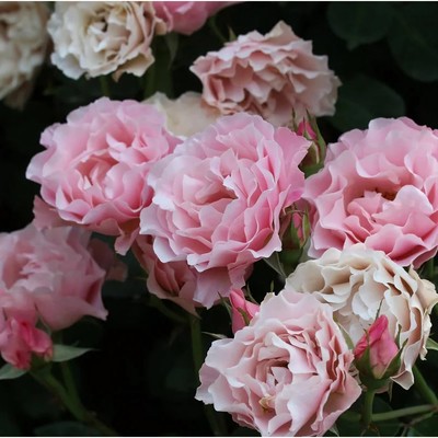 Саженец Роза парковая "Дафна", туба, 1 шт, Весна 2024