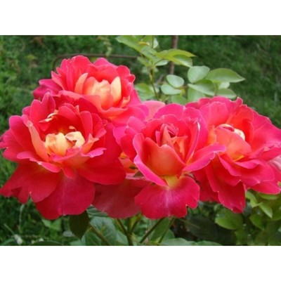 Саженец Роза парковая "Декор Арлекин", туба, 1 шт, Весна 2026