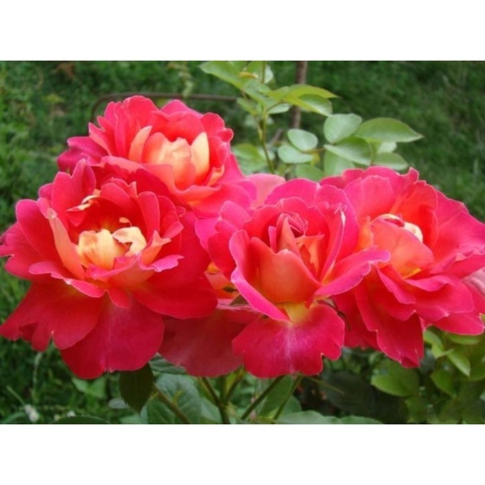 Саженец Роза парковая "Декор Арлекин", туба, 1 шт, Весна 2026 - Фото 1