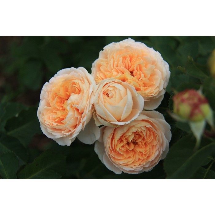 Саженец Роза парковая "Дэни Хан", туба, 1 шт, Весна 2026 - Фото 1