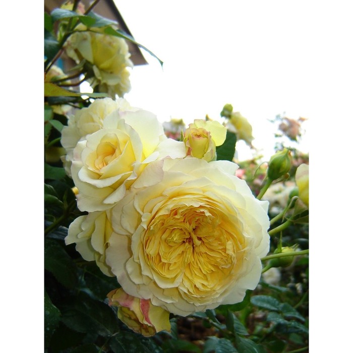 Саженец Роза парковая Нельсон Монфорт, туба, 1 шт. Весна 2026 - Фото 1