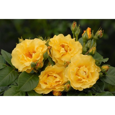 Саженец Роза парковая "Рейн Лючия", туба, 1 шт, Весна 2025