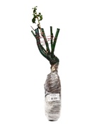 Саженец Роза парковая «Роуз де Решт», туба, 1 шт. - фото 41350844