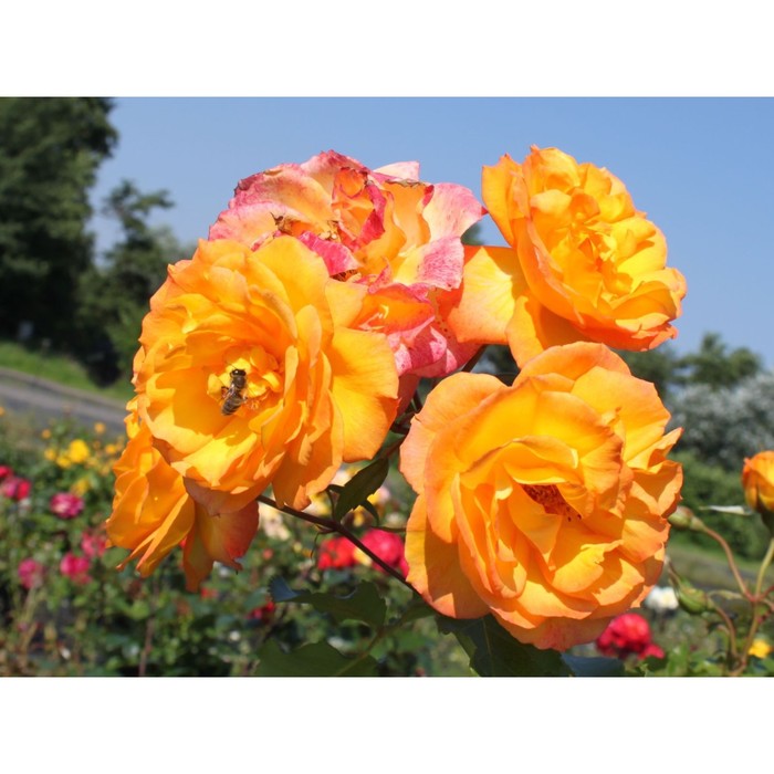Саженец Роза парковая "Сахара", туба, 1 шт, Весна 2024 - Фото 1