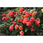 Саженец Роза парковая Эмильен Гийо, туба, 1 шт. Весна 2026  (артикул 10370461)  большой выбор товаров оптом и в розницу по низким ценам с доставкой