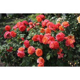 Саженец Роза парковая Эмильен Гийо, туба, 1 шт. Весна 2026