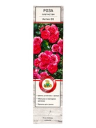 Саженец Роза плетистая "Антик-89", туба, 1 шт, Весна 2025 - Фото 2