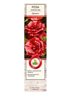 Саженец Роза плетистая "Брауни", туба, 1 шт, Весна 2025 10370467