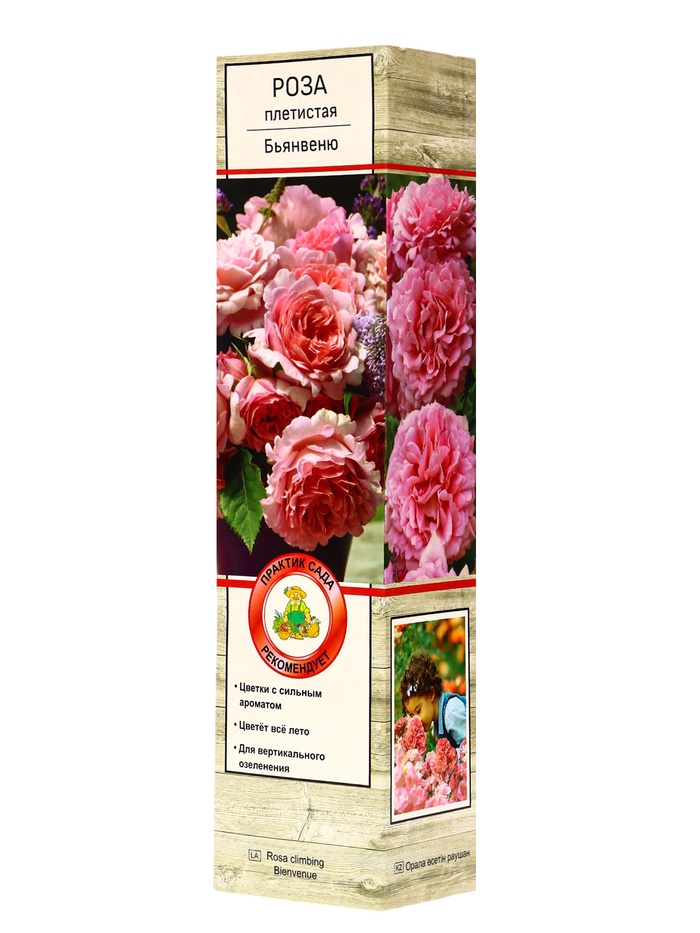 Саженец Роза плетистая "Бьянвеню", туба, 1 шт, Весна 2024 (10370468) - Купить по