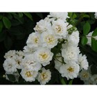 Саженец Роза плетистая "Гирлянд д'Амур", туба, 1 шт, Весна 2024  (артикул 10370469)  большой выбор товаров оптом и в розницу по низким ценам с доставкой