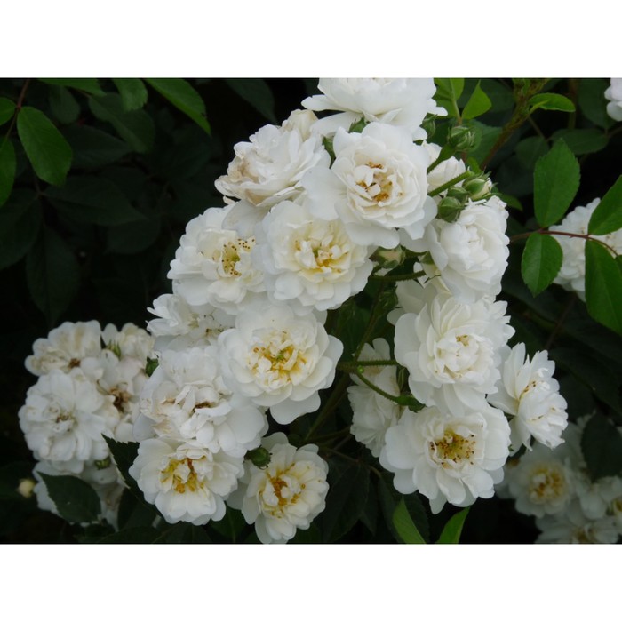 Саженец Роза плетистая 