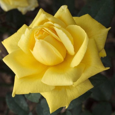 Саженец Роза плетистая "Голден Парфюм", туба, 1 шт, Весна 2025