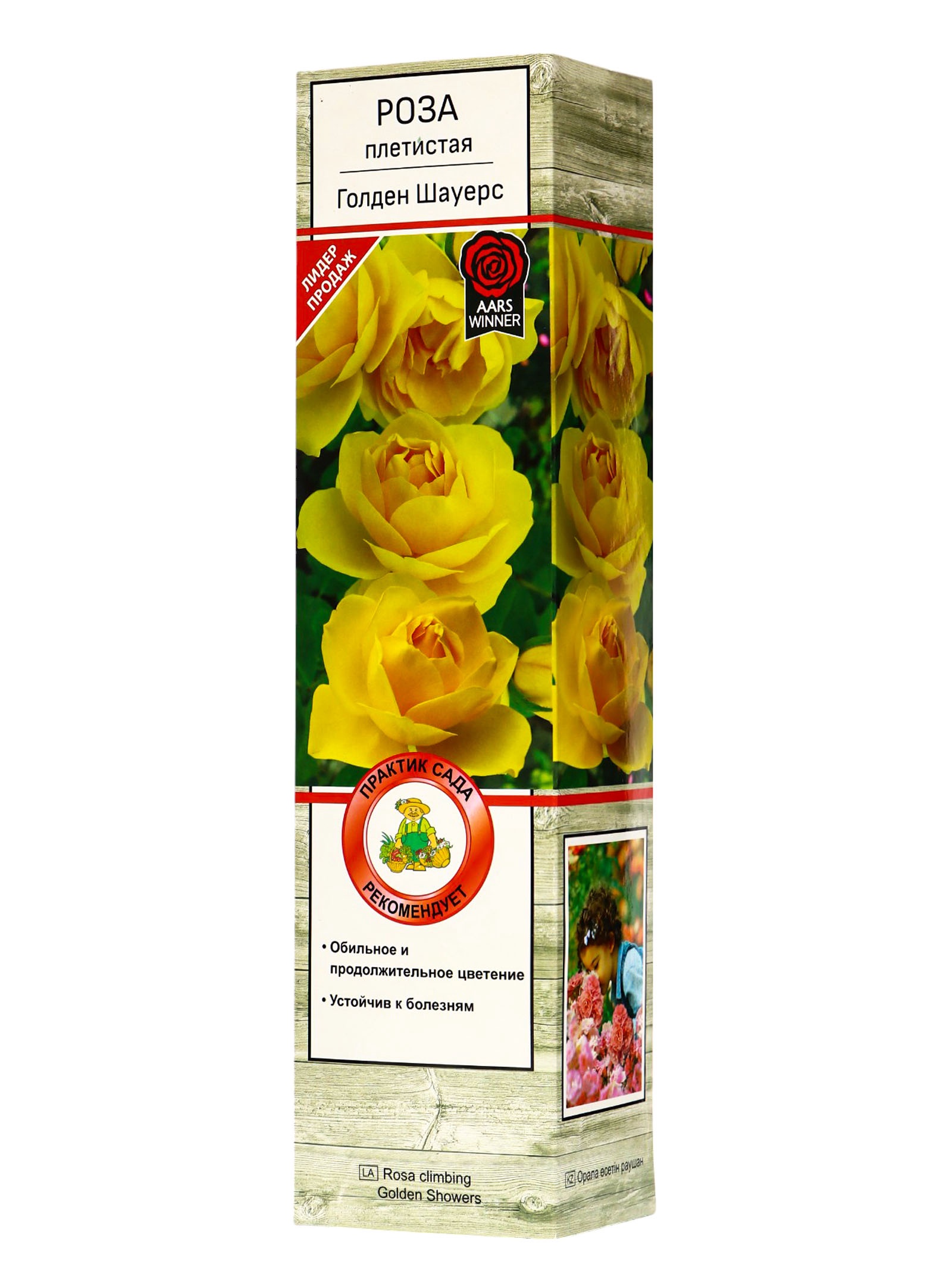 Голден шауэрс плетистая. Голден шауэрс плетистая. Голден шауэрс плетистая. Голден шауэрс плетистая. Голден шоверс плетистая.