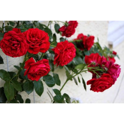 Саженец Роза плетистая "Грандесса", туба, 1 шт, Весна 2025