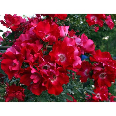 Саженец Роза плетистая Дортмунд, туба, 1 шт. Весна 2026