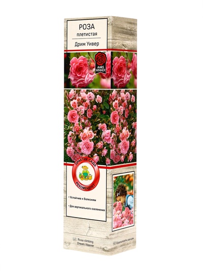 Саженец Роза плетистая Дрим Уивер, туба, 1 шт. Весна 2026