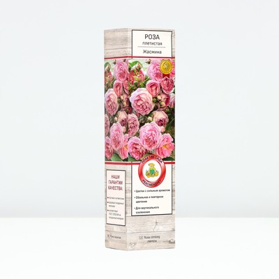 Саженец Роза плетистая "Жасмина", туба, 1 шт, Весна 2025