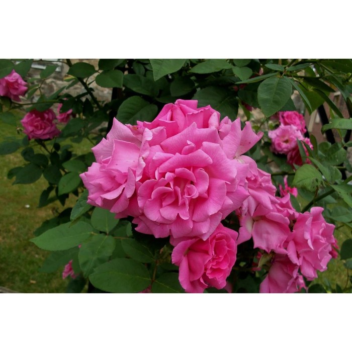 Саженец Роза плетистая "Зефирин Друэн", туба, 1 шт, Весна 2025 - Фото 1