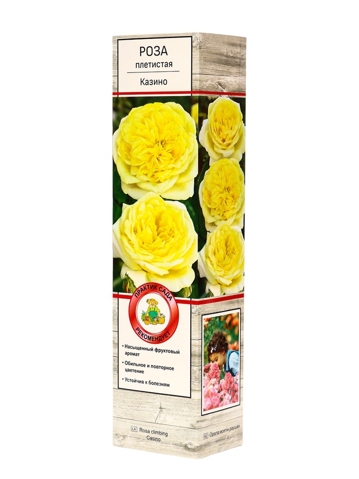 Саженец Роза плетистая "Казино", туба, 1 шт, Весна 2025 - Фото 1