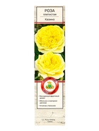 Саженец Роза плетистая "Казино", туба, 1 шт, Весна 2025 - Фото 2