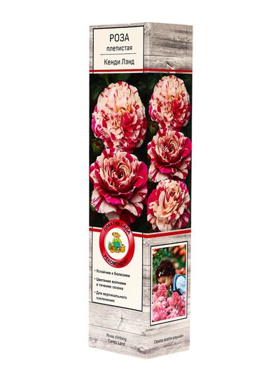 Саженец Роза плетистая Кенди Лэнд, туба, 1 шт. Весна 2026