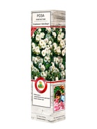 Саженец Роза плетистая "Клайминг Айсберг", туба, 1 шт, Весна 2025 - Фото 1