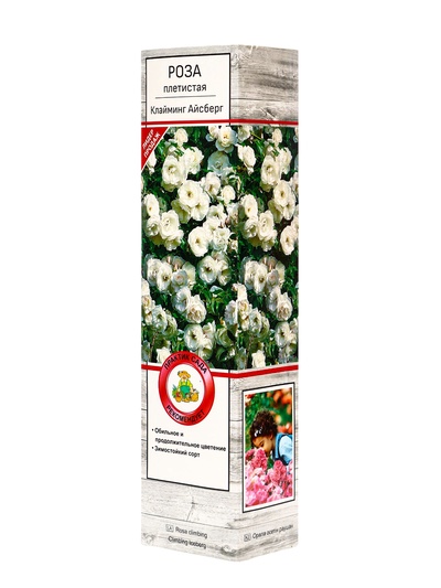 Саженец Роза плетистая "Клайминг Айсберг", туба, 1 шт, Весна 2025