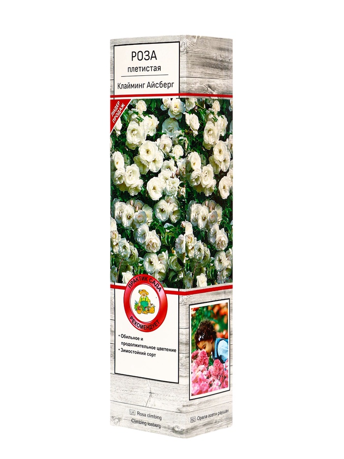 Саженец Роза плетистая "Клайминг Айсберг", туба, 1 шт, Весна 2025 - Фото 1